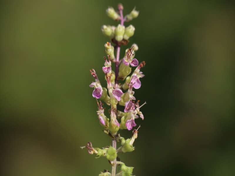 Teucrium siculum / Camedrio siciliano